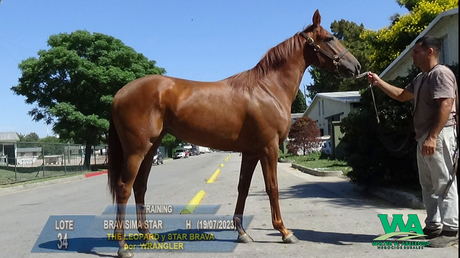 Lote BRAVISIMA STAR