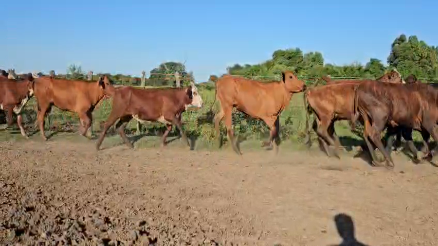 Lote 85 Novillitos