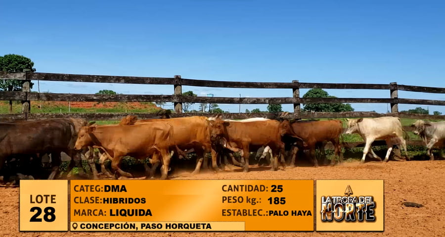 Lote Lote 28
