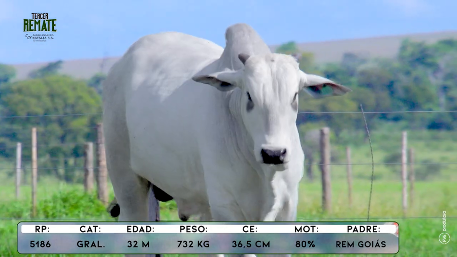 Lote Toros a remate en Tercer Remate Agroganadera Natalia, Concepción