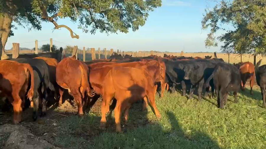 Lote 65 Terneros/as