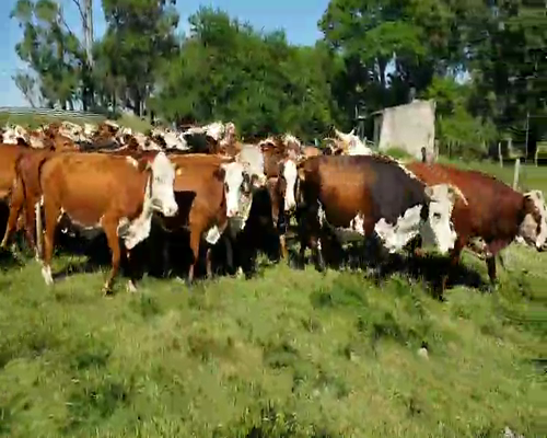 Lote 55 Vacas de invernar en Col. Sta Rosa, Corrientes