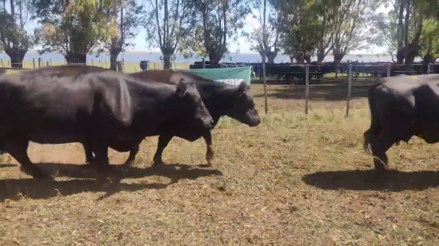 Lote 19 Vacas C/ gtia de preñez