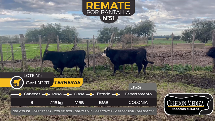 Lote 6 Terneras en Tarariras, Colonia