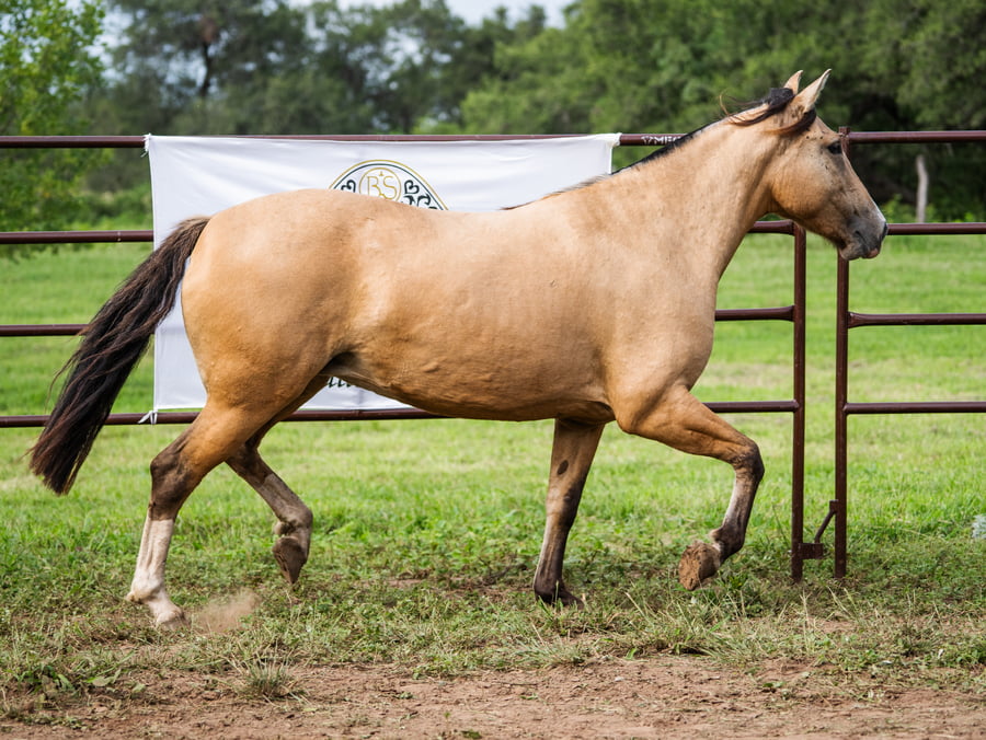 Lote SIRIGOTE DAMAJUANA