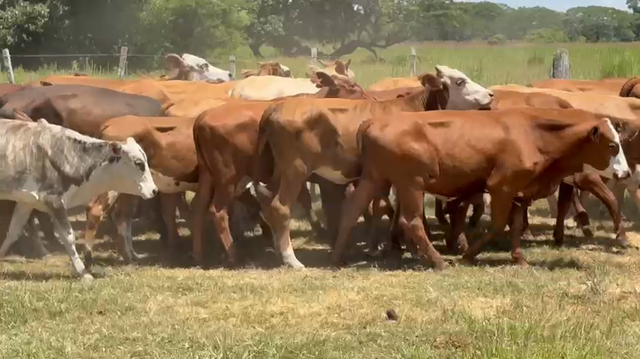 Lote 70 Vaquillonas en Corrientes, San Miguel