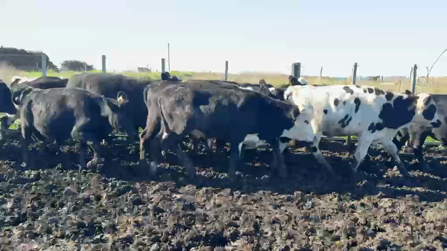 Lote NOVILLOS 1 a 2 AÑOS