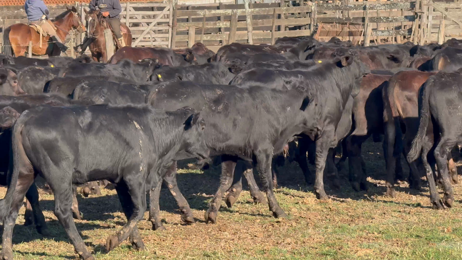 Lote 240 Terneros en Formosa, Clorinda