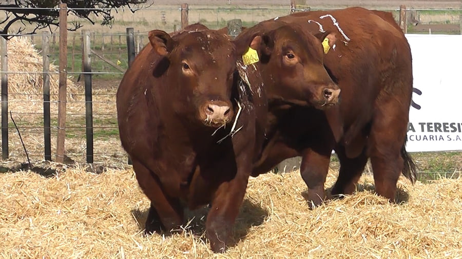 Lote Toros PC Colorado