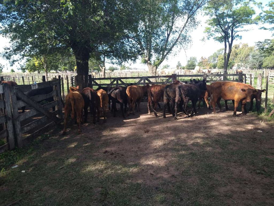 Lote 14 Vaquillonas en Gral. Lamadrid, Buenos Aires