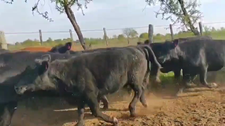 Lote 50 Vaquillonas C/ gtia de preñez