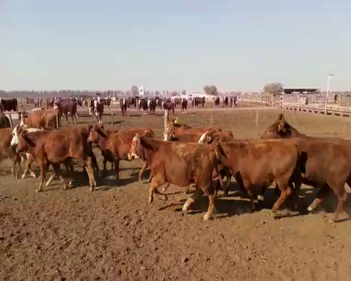 Lote 80 TERNERAS CRUZA, 215 KG, EN LEALES, TUCUMAN.-