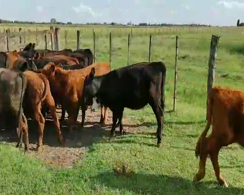 Lote 40 Terneros/as en Alberti, Buenos Aires