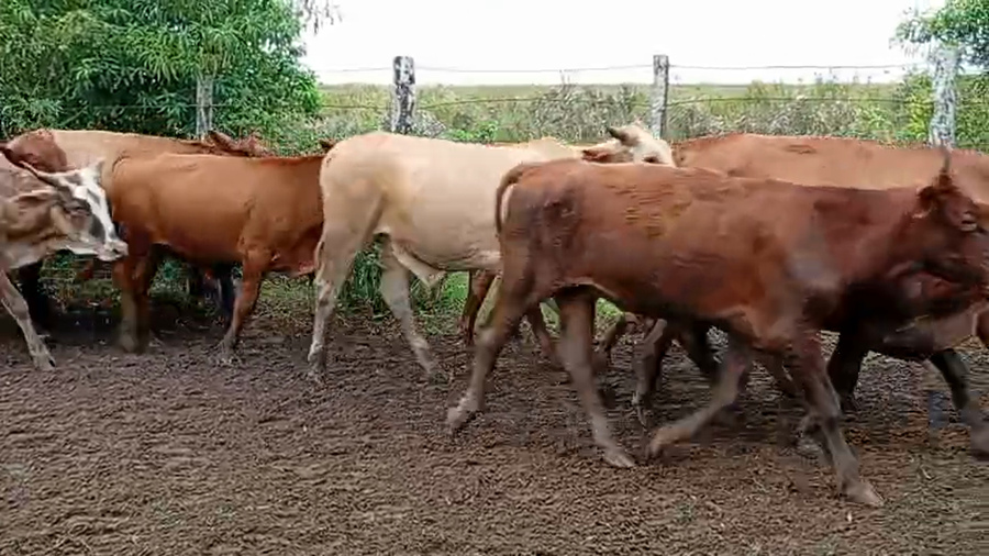 Lote 85 Novillitos/Novillos en Corrientes, Virasoro