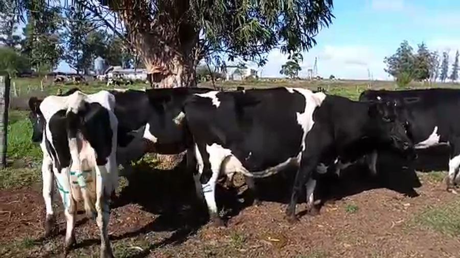 Lote 5 Vacas de Invernada HOLANDO a remate en Pantalla Camy Mayo - Desde La Cuenca 550kg - , San José