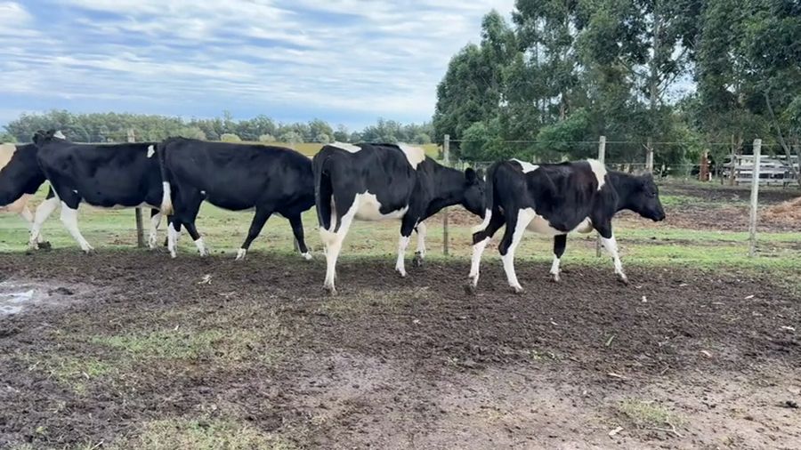 Lote VAQUILLONAS PREÑADA