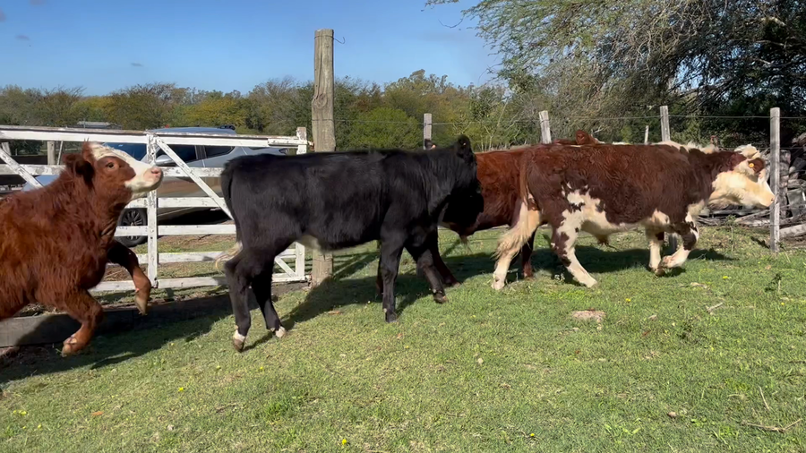 Lote NOVILLOS 1 a 2 AÑOS