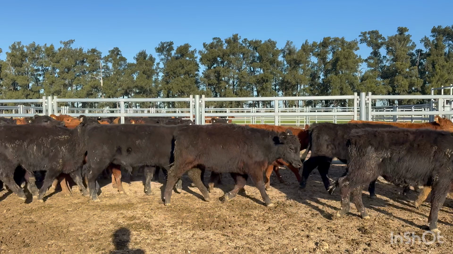 Lote 104 Terneros