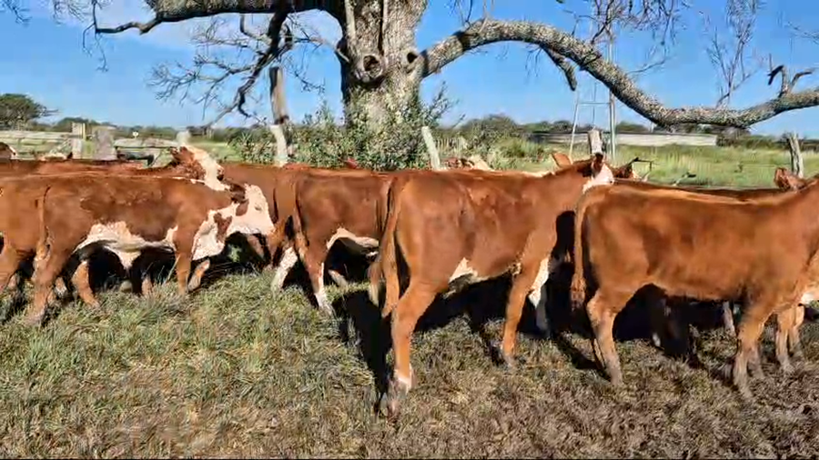 Lote 45 Terneros en Corrientes, Curuzú-Cuatiá