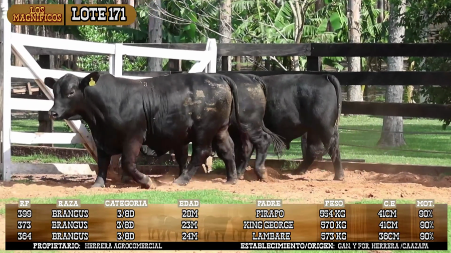 Lote LOTE 171