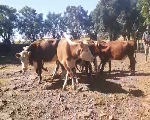 Lote 48 Piezas de cría en Artigas