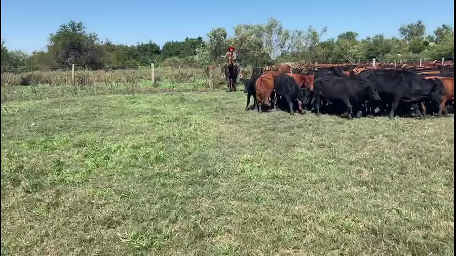 Lote 300 Terneros en Gualeguaychú, Entre Ríos