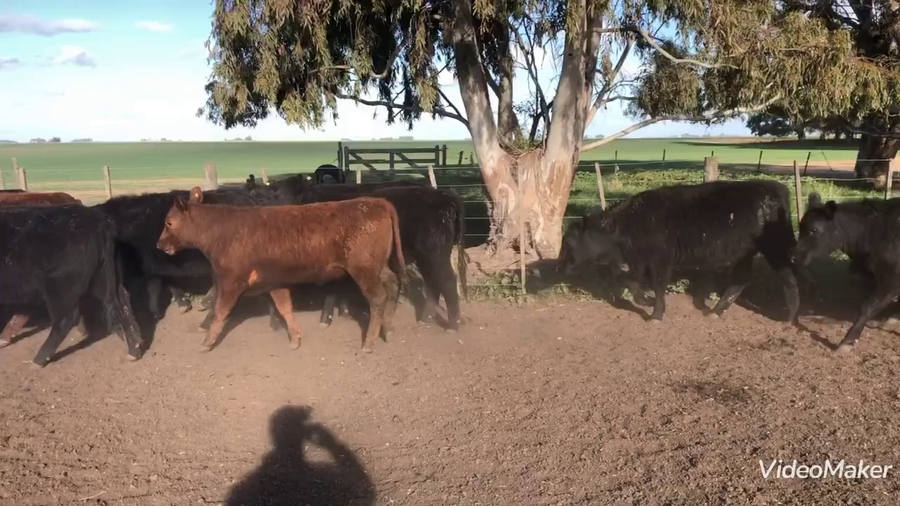 Lote 55 Terneras en A. Gonzales Chaves, Buenos Aires