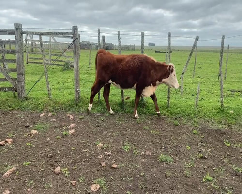 Lote 30 Vientres Preñados en Paysandú