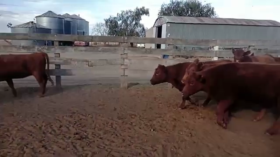 Lote 55 Vaquillonas en La Maruja, La Pampa