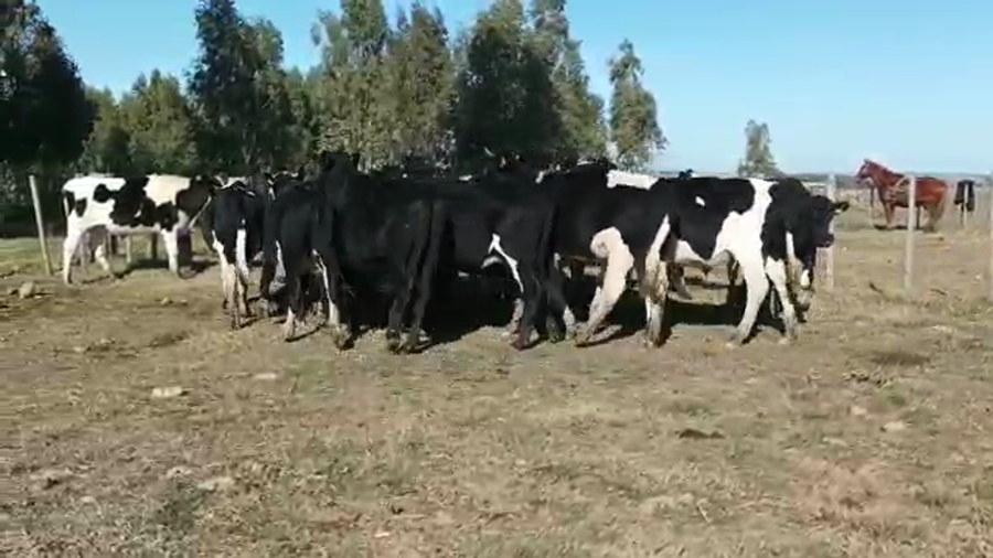 Lote 23 Novillos HOLANDO a remate en 4to remate ENTRE MARTILLOS 334kg - , San José