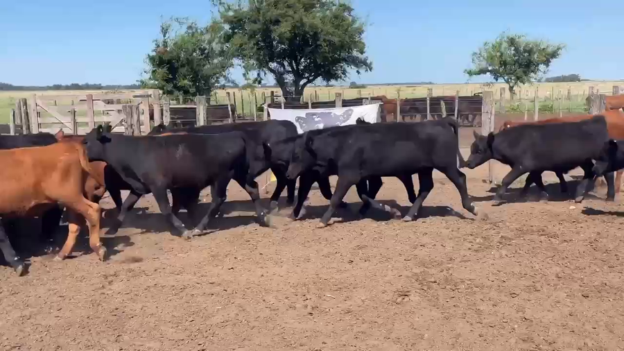 Lote 70 Terneros