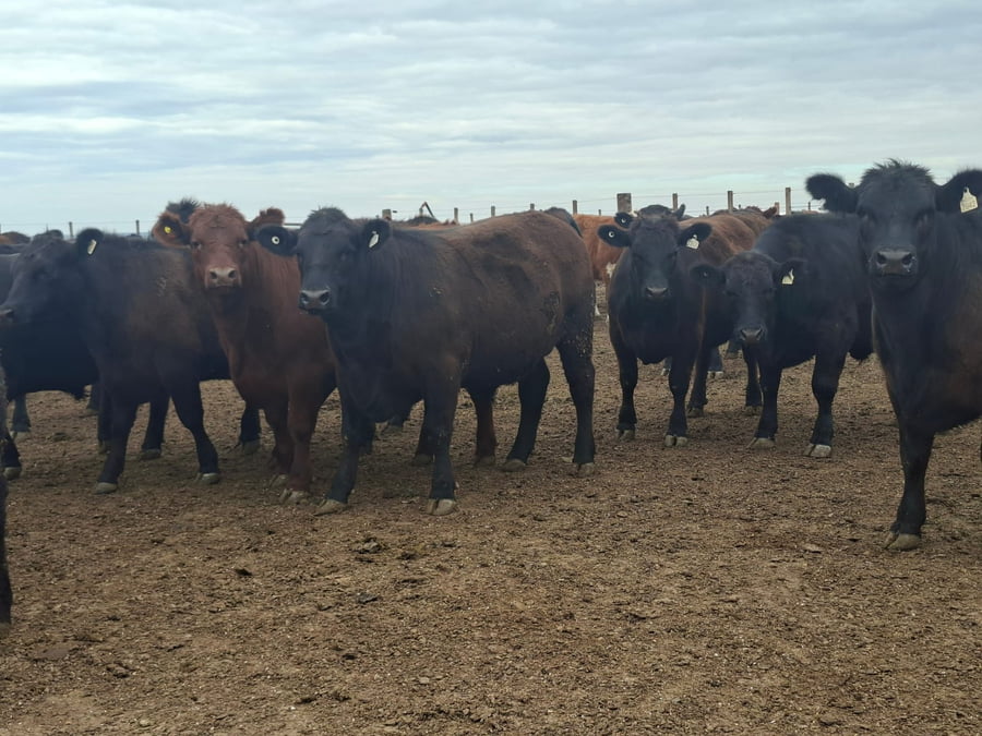 Lote 60 Novillos faena en Los Cóndores, Córdoba