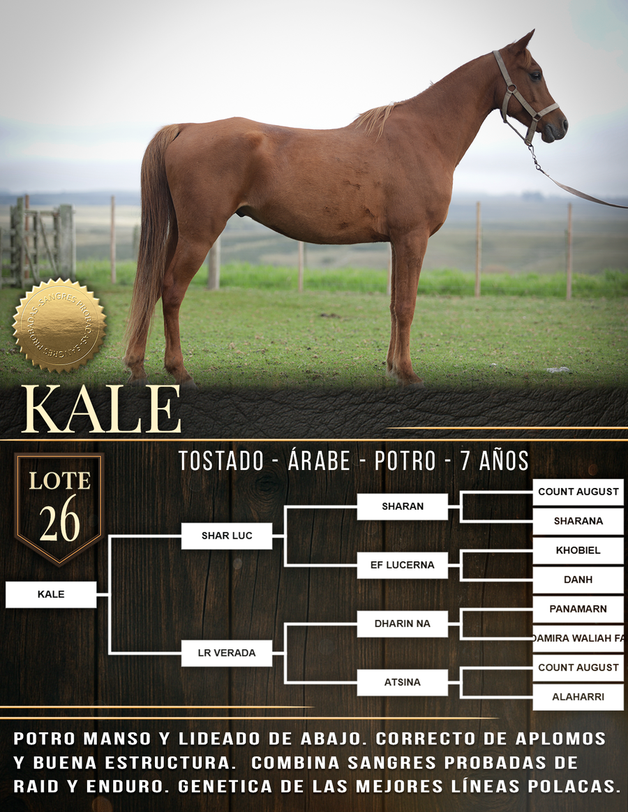 Lote KALE