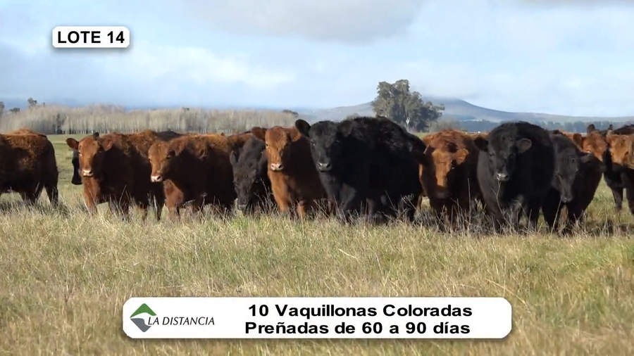 Lote Vientres Paridos MaS - Puros Controlados