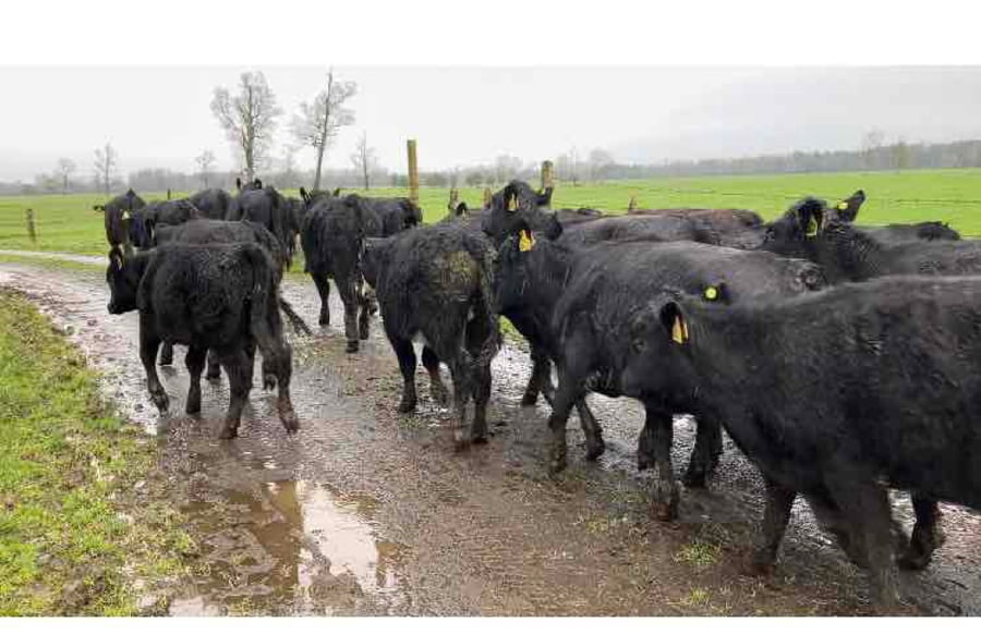 Lote 35 Ternera en Puyehue, X Región Los Lagos