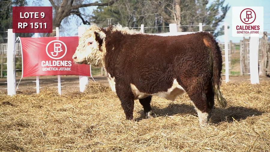 Lote Toro PR