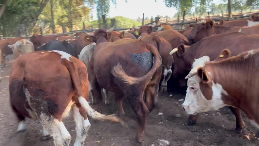 Lote 45 Novillo Gordo en Maule, VII  Región Maule