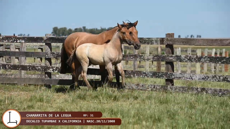 Lote Chamarríta de la Legua