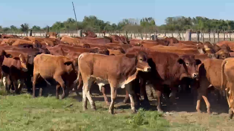 Lote 130 Terneros en Formosa, Clorinda