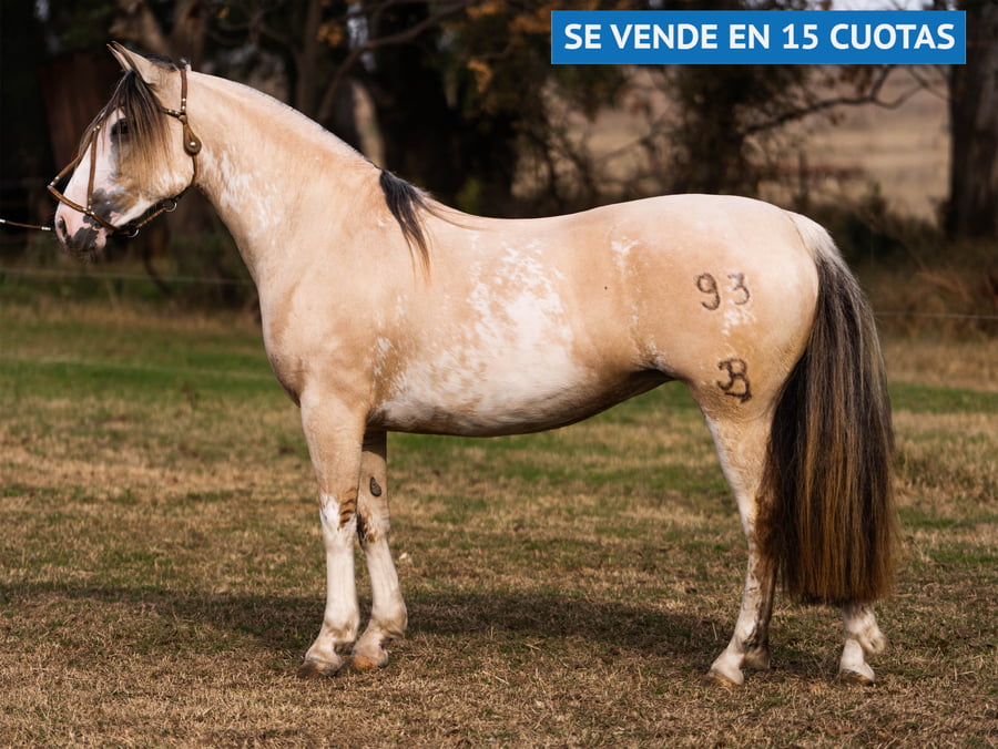 Lote DEGUATI FAJA CRIOLLA