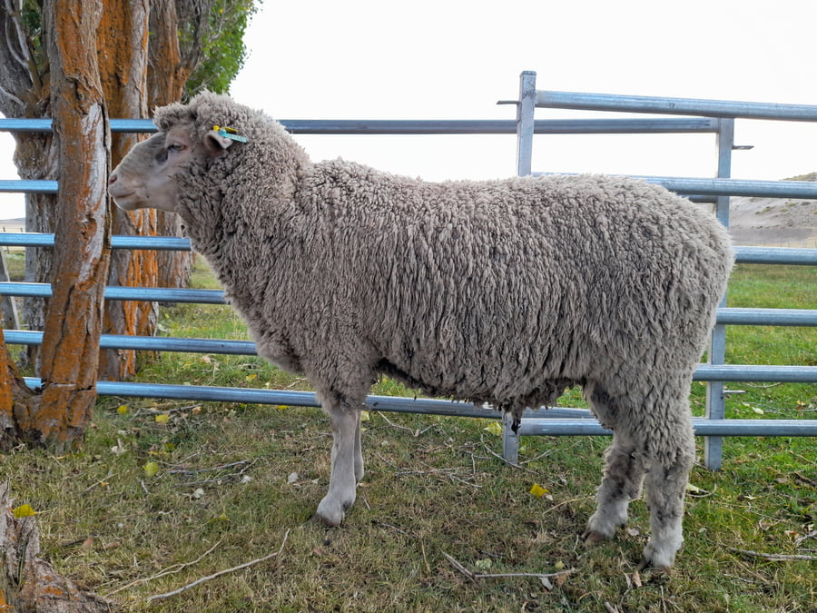 Lote Carnero TOP, 20-1190