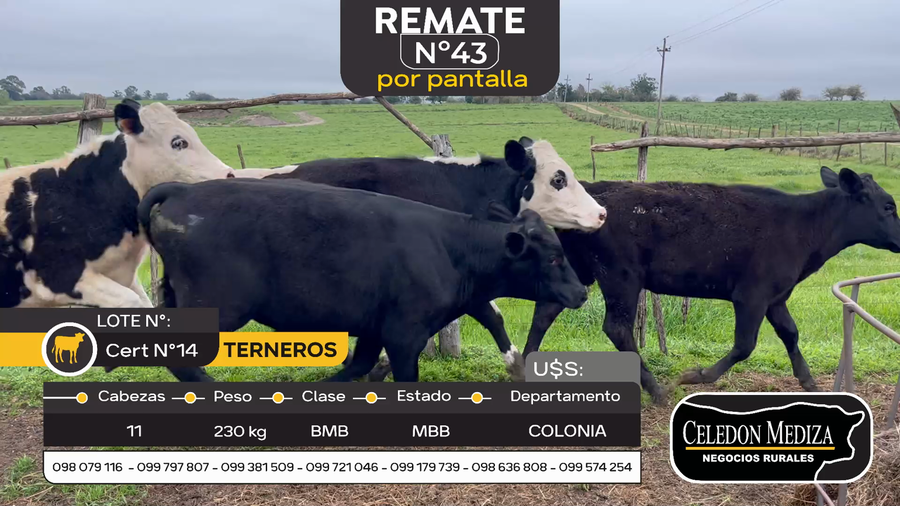 Lote 11 Terneros en Tarariras, Colonia