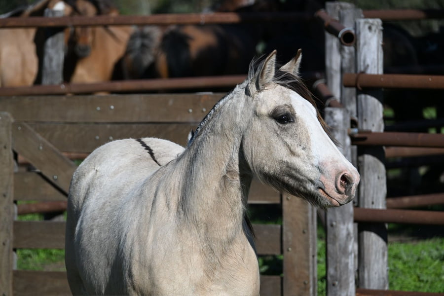 Lote LA BRAVA VICTORIA
