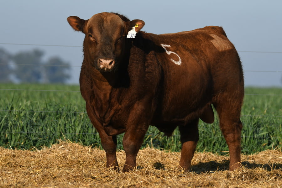 Lote TORO ANGUS PC