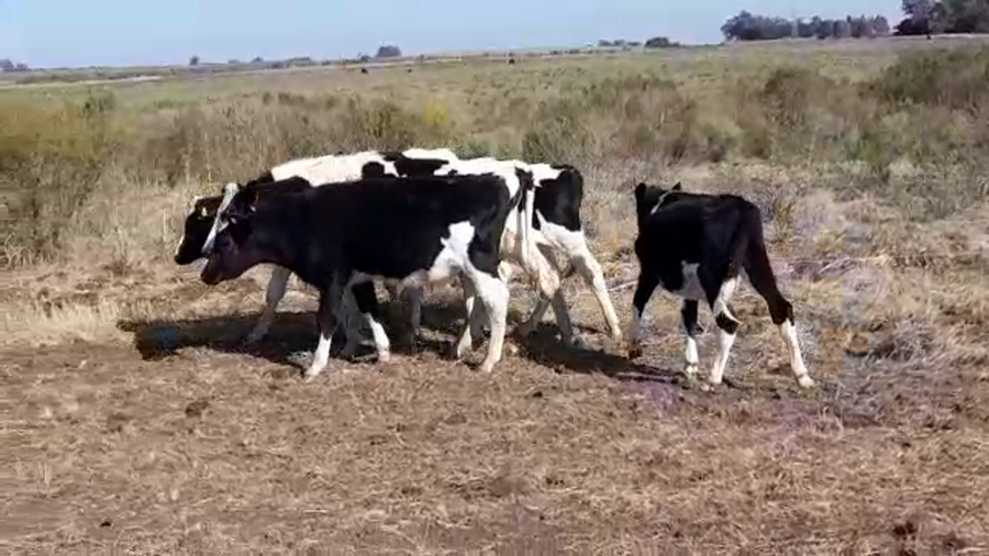 Lote (Vendido)5 Terneros HOLANDO a remate en PANTALLA FEDERICO GARLAND 265kg -  en VIBORAS Y VACAS