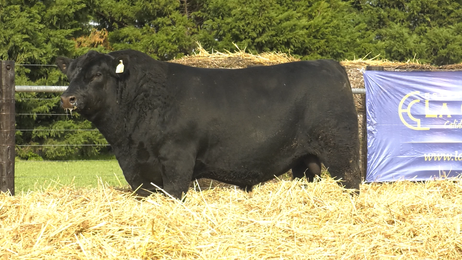 Lote TOROS ABERDEEN ANGUS PP