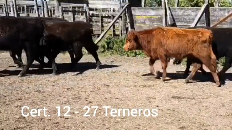 Lote TERNEROS