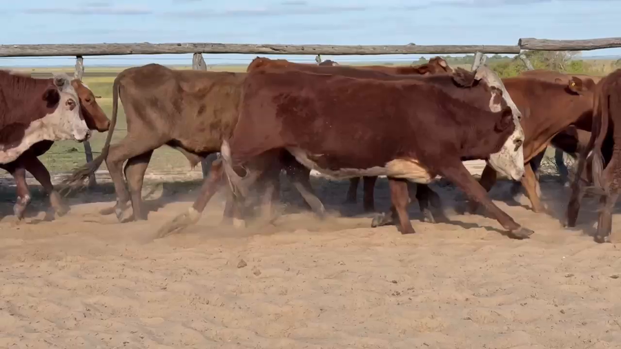 Lote 160 Novillitos en Corrientes, Chavarría