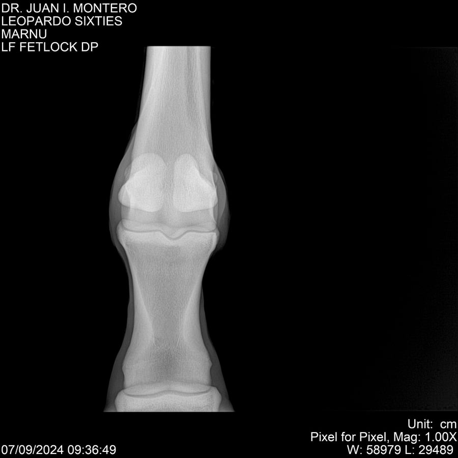 Lote LEOPARDO SIXTIES