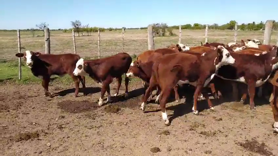 Lote 19 Terneros/as Cruzas en Moises Ville, Santa Fe
